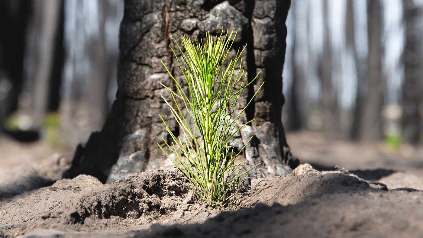 One Tree Planted for every product you buy.
